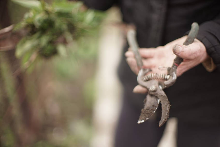 Dirty secateurs